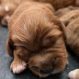 Girl 1 - Red female Cavapoo puppy in Knoxville, Tennessee from Shannan's Cavapoos