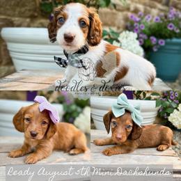Dachshund, Goldendoodle, and Sheepadoodle Puppies from Doodles & Doxies