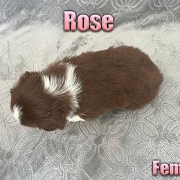 Miniature American Shepherd and Miniature Australian Shepherd Puppies from Regal Miniature American Shepherds | Regal Miniature Australian Shepherds
