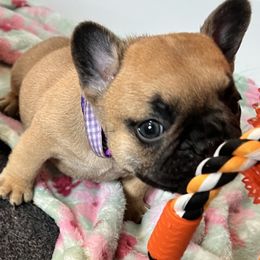 French Bulldogs from FrenchShe Kennels