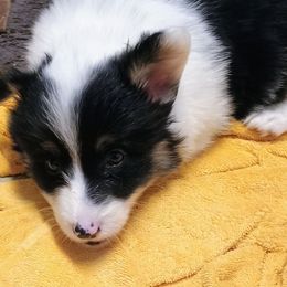 Ansa - Black and tan Pembroke Welsh Corgi puppy in Ellensburg, Washington from Faery Mount Farm