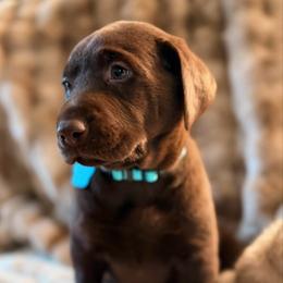 Gloria - Chocolate female Labrador Retriever puppy in Sweet Home, Oregon from Knotty Creek Labradors