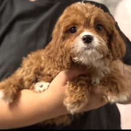 Rose (female - purple collar) - Red female Cavapoo puppy in Gilbert, Arizona from Azteddybeardoodles