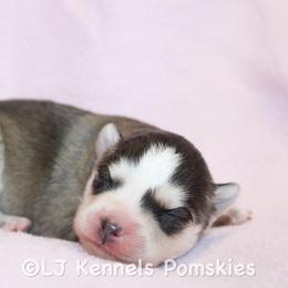 Male 1 - Gray and white male Pomsky puppy in Centerville, Iowa from LJ Kennels Pomskies, LLC