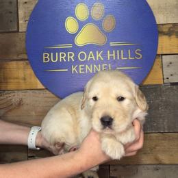 First Pick - Light golden female Golden Retriever puppy in Kimberly, Idaho from Burr Oak Hills Kennel