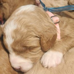 Sapphire - Caramel red female Labradoodle puppy in Fostoria, Michigan from North Country Kennel Club