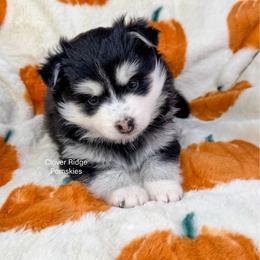 Albany - Black and white female Pomsky puppy in Sheffield, Iowa from Clover Ridge Pomskies
