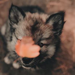 Siberian Husky Puppies from Hill Top Huskies