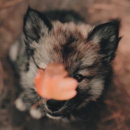 Siberian Husky Puppies from Hill Top Huskies