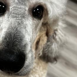 Maple - Poodle