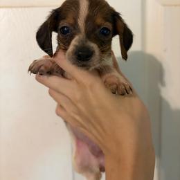 Kiera - Piebald female Dachshund puppy in Conroe, Texas from Dots Dachshunds