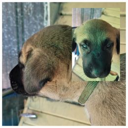 "Male 1" Anatolian Shepherd Dog Puppies from Sanjo Farm