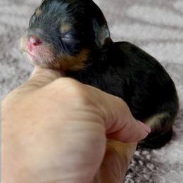 Wilma - Black and tan female Pomeranian puppy in Willis, Texas from Treasured Jewels Pomeranians