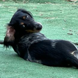 Knight - Piebald male Dachshund puppy in Irving, Texas from DFW Dachshunds by G & S