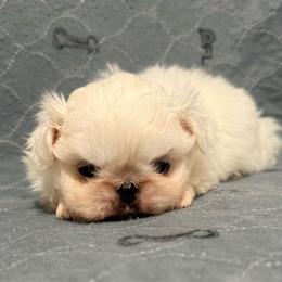 Buzz - Cream male Pekingese puppy in Clinton, Tennessee from Gracelands Pekingese
