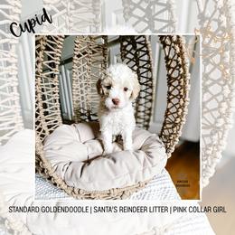 Cupid - Parti female Goldendoodle puppy in Montgomery, Texas from Dacus Doodles