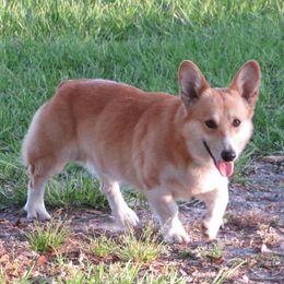 Simba - Pembroke Welsh Corgi