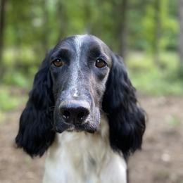 Heaven - English Springer Spaniel