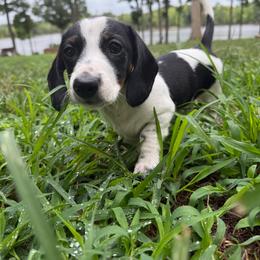 Liberty - Piebald female Dachshund puppy in Burlington, North Carolina from Dachshund Meadows