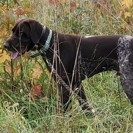 German Shorthaired Pointers from Glen Allen Kennels