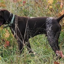 German Shorthaired Pointers from Glen Allen Kennels