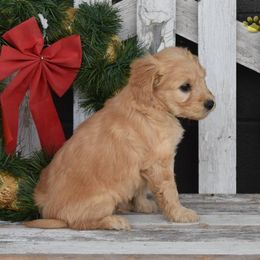 Bernedoodle, Bernese Mountain Dog, and Goldendoodle Puppies from Pleasant Acre Farms