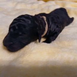 Tan - Black male Poodle puppy in Big Rapids, Michigan from Meeker's Ridge Standard Poodles