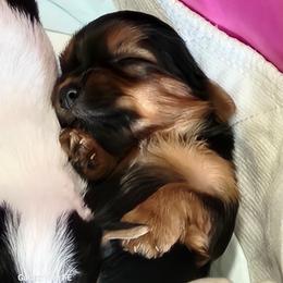 Boy 1 - Black and tan male Yorkshire Terrier puppy in Tacoma, Washington from Anks Toys Yorkshire terriers