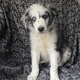 Toast - Blue merle male Border Collie puppy in East Brady, Pennsylvania from Riverwood