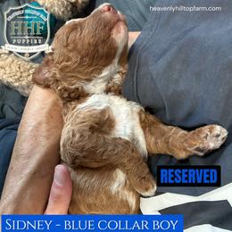 SIDNEY - KEEPER - Red  male Poodle puppy in Charlo, Montana from Heavenly Hilltop Farm