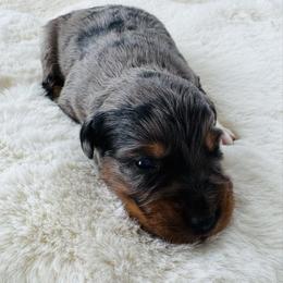 Oak - Blue merle male Australian Shepherd puppy in Zwingle, Iowa from Homestead Aussies & Doodles