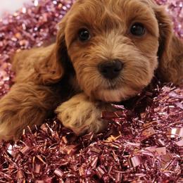 Cockapoo Puppies from Darling Doodles