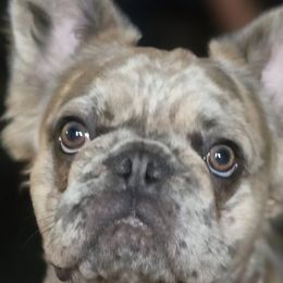 French Bulldogs from Fetching Frenchies of SWFL