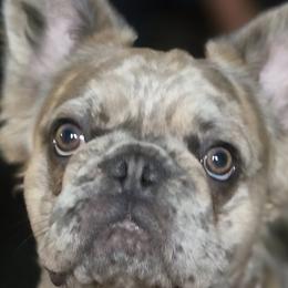 French Bulldogs from Fetching Frenchies of SWFL