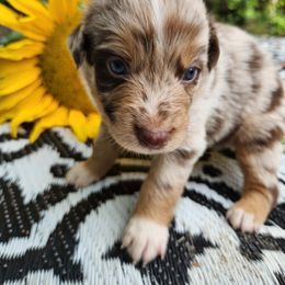 Australian Shepherd Puppies from Resolute Aussies
