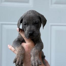 Blue Brindle Point (red collar) - Blue male Great Dane puppy in Kimball, Michigan from Starlight Danes