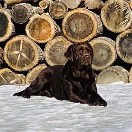 Lily - Labrador Retriever