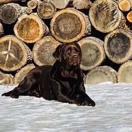 Lily - Labrador Retriever