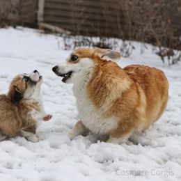 Pembroke Welsh Corgi Puppies from Cosmere Corgis