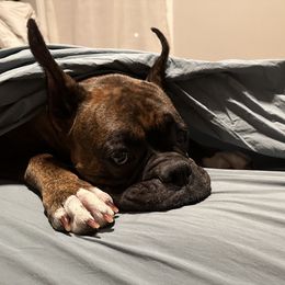 Layla - Boxer
