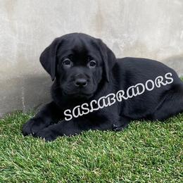 Boy 1 - Black male Labrador Retriever puppy in Palmdale, California from Sweet As Sugar Labradors