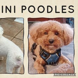Cavapoo puppies from Scenic City Doodles
