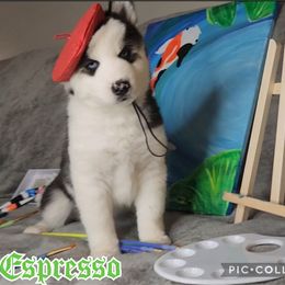 Espresso - Black and white Pomsky puppy in Spring Hill, Florida from Whitmore Wolfpack LLC