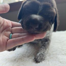 Blue - Liver and white female German Shorthaired Pointer puppy in Whitelaw, Wisconsin from French Creek GSPs