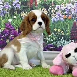 Cavalier King Charles Spaniel Puppies from Castlemar Cavaliers