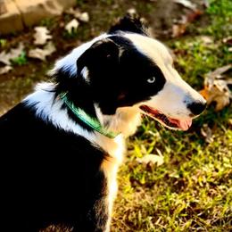 Australian Shepherds from Double A Aussies