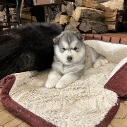 Nimbus - Gray and white Siberian Husky puppy in Delta, Alabama from Gathering Rock Siberian Huskies