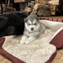 Nimbus - Gray and white Siberian Husky puppy in Delta, Alabama from Gathering Rock Siberian Huskies
