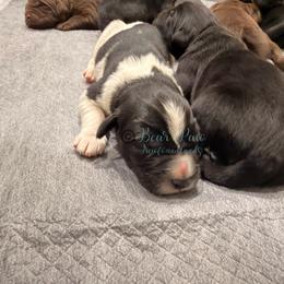 Four - White and black male Newfoundland puppy in Tully, New York from Bear Paw Newfoundlands