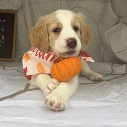 Kiara - Parti female Goldendoodle puppy in Minneola, Florida from Unike Puppies